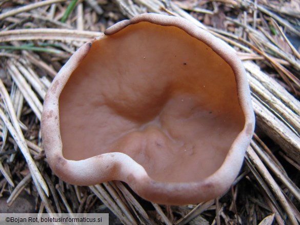 Gyromitra perlata