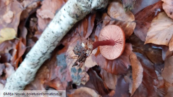 Laccaria proxima