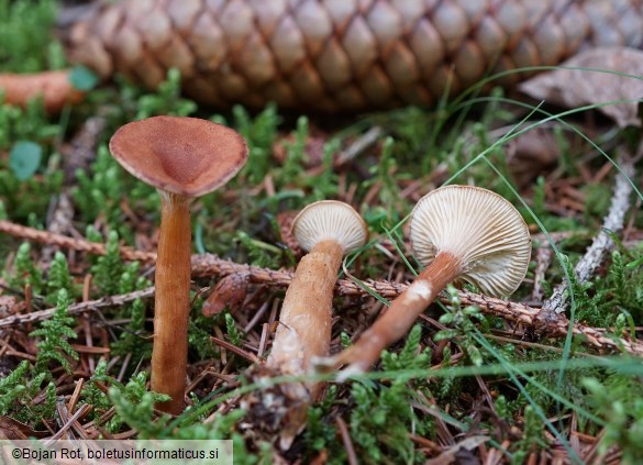 Infundibulicybe squamulosa
