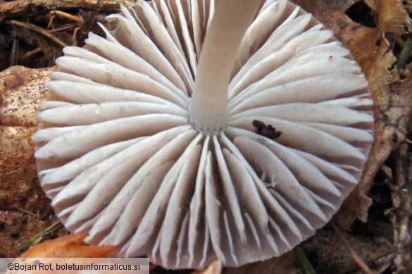 Mycena leptocephala