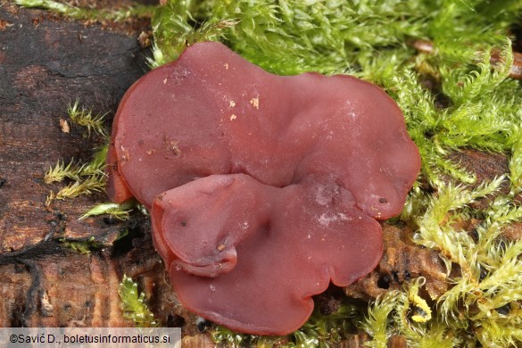 Ascocoryne cylichnium