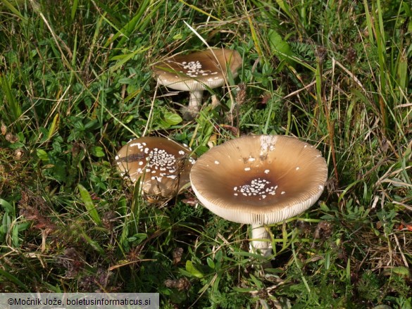 Amanita pantherina