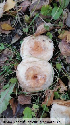 Lactarius pubescens