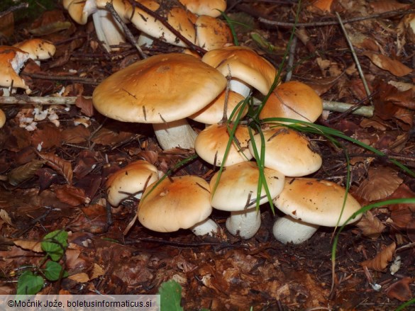 Hygrophorus pudorinus