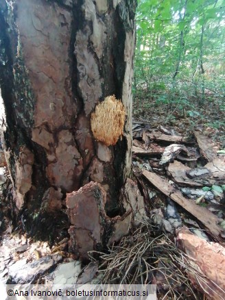 Artomyces pyxidatus