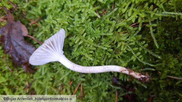 Hygrophorus pustulatus