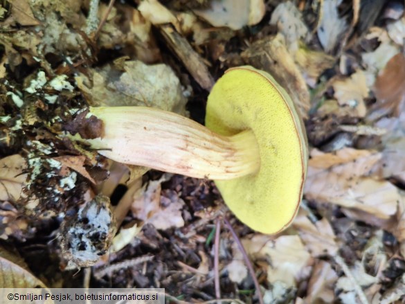 Xerocomus subtomentosus