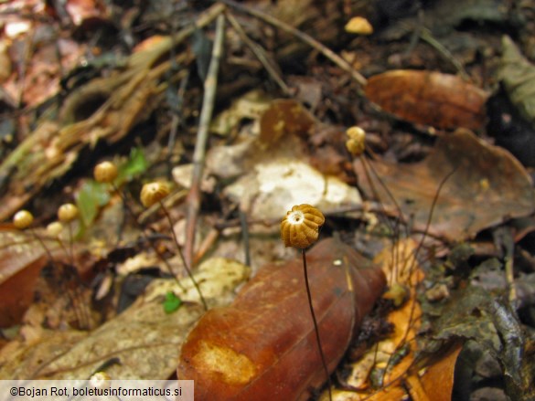 Marasmius bulliardii