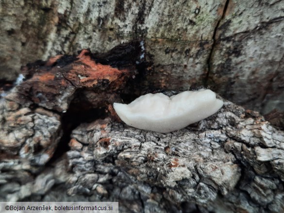 Reticularia lycoperdon