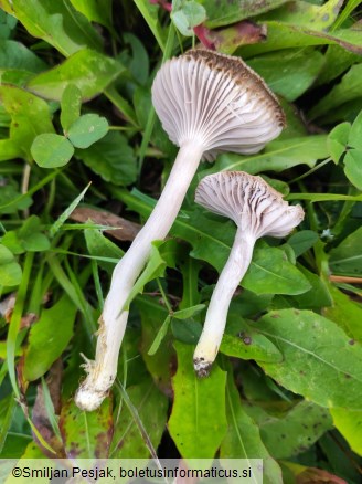 Cuphophyllus flavipes