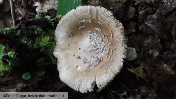 Amanita ceciliae