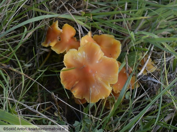 Hygrocybe aurantiosplendens