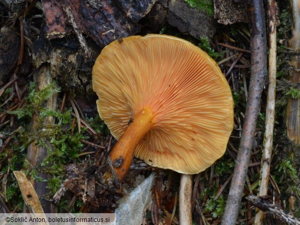 Hygrophoropsis rufa