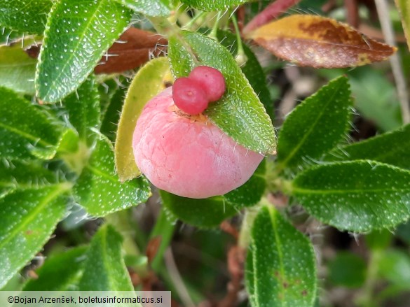 Exobasidium rhododendri