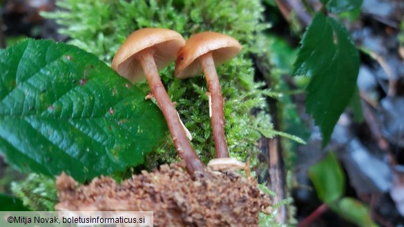 Galerina marginata