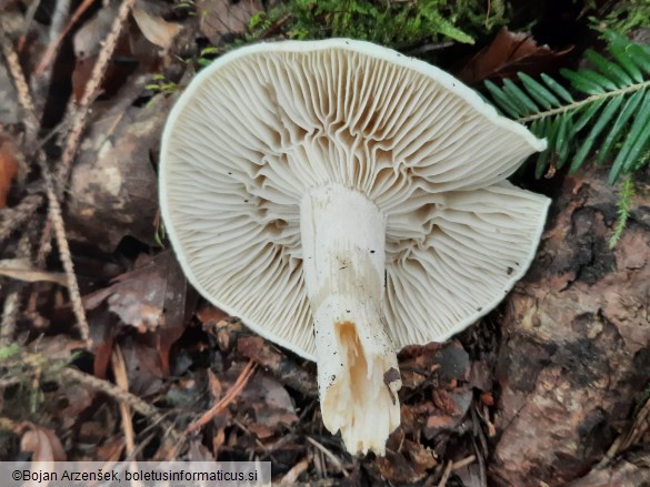 Hygrophorus penarius