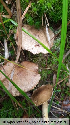 Suillus variegatus