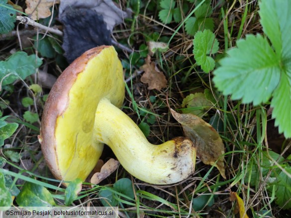 Boletus regius