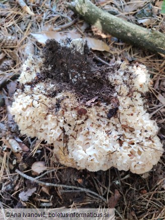 Sparassis crispa