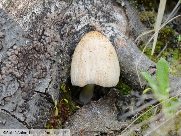 Coprinellus ellisii