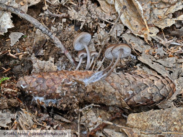 Mycena plumipes