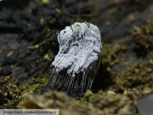 Verticillium fungicola