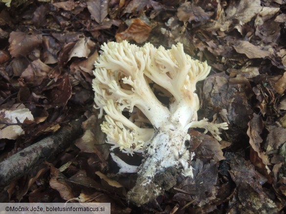 Ramaria edwinii