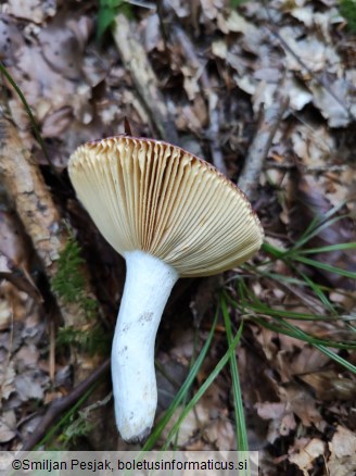 Russula vinosa