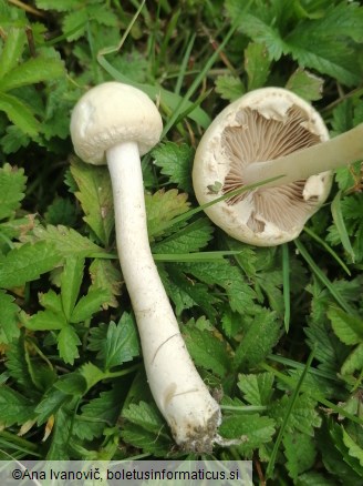 Agrocybe dura