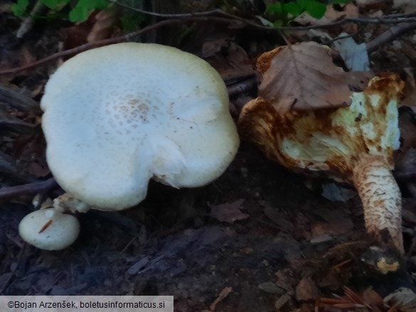 Neolentinus lepideus