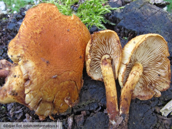 Pholiota tuberculosa