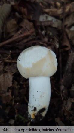 Russula virescens