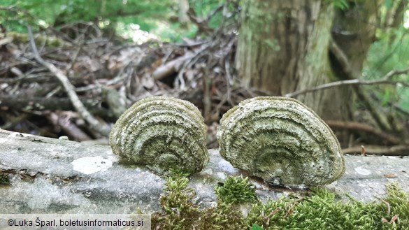 Trametes hirsuta