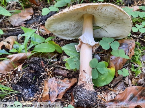 Echinoderma asperum
