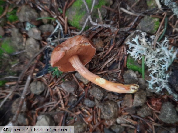 Chalciporus piperatus