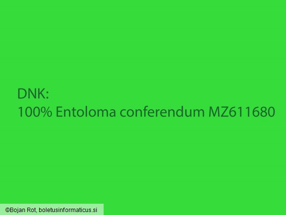 Entoloma conferendum