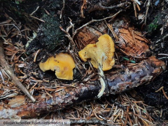Cantharellus cibarius