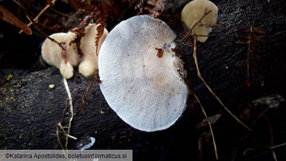 Trametes hirsuta