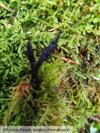 Xylosphaera hypoxylon