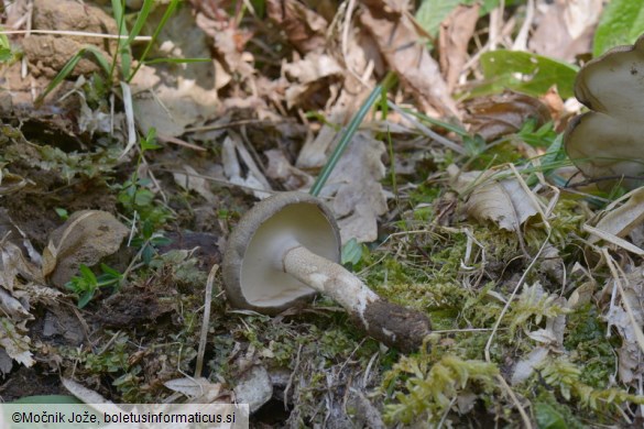 Lentinus substrictus