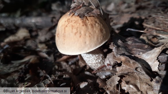 Leccinum carpini