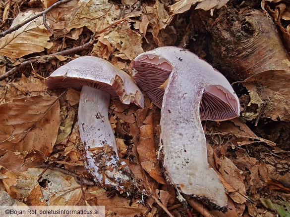Cortinarius camphoratus