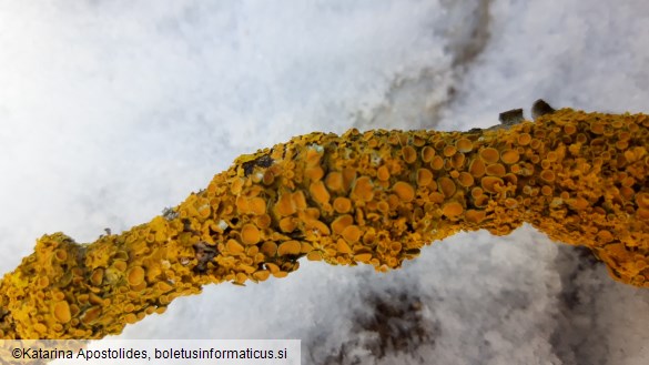 Xanthoria parietina