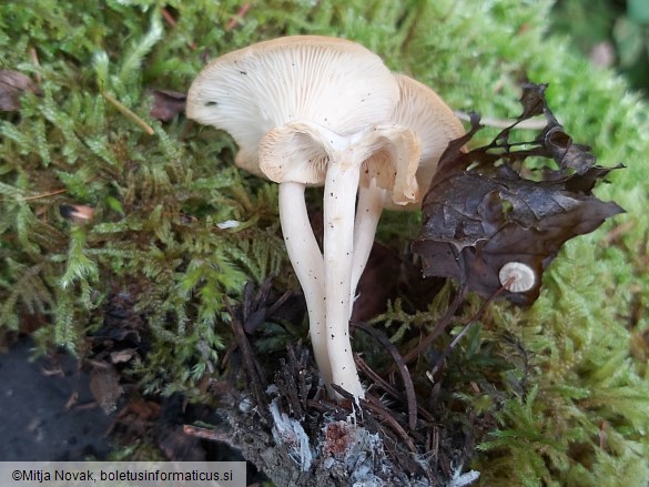 Singerocybe phaeophthalma