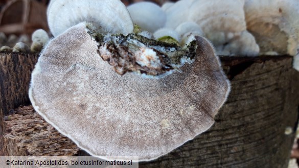 Trametes hirsuta