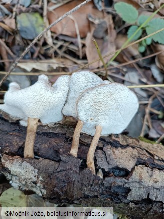 Lentinus brumalis