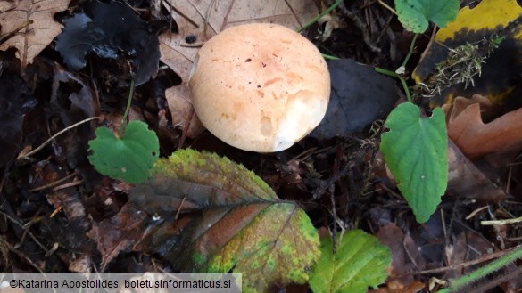 Hygrophorus nemoreus