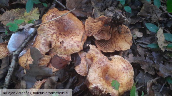 Paxillus rubicundulus