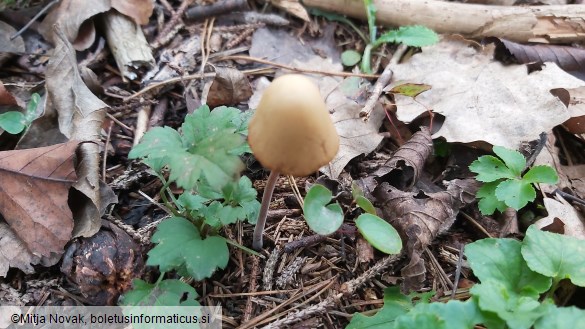 Conocybe pubescens