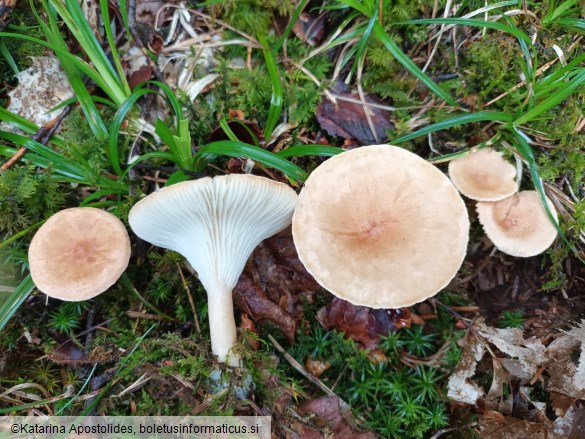 Clitocybe gibba